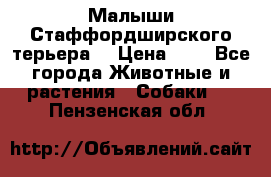 Малыши Стаффордширского терьера  › Цена ­ 1 - Все города Животные и растения » Собаки   . Пензенская обл.